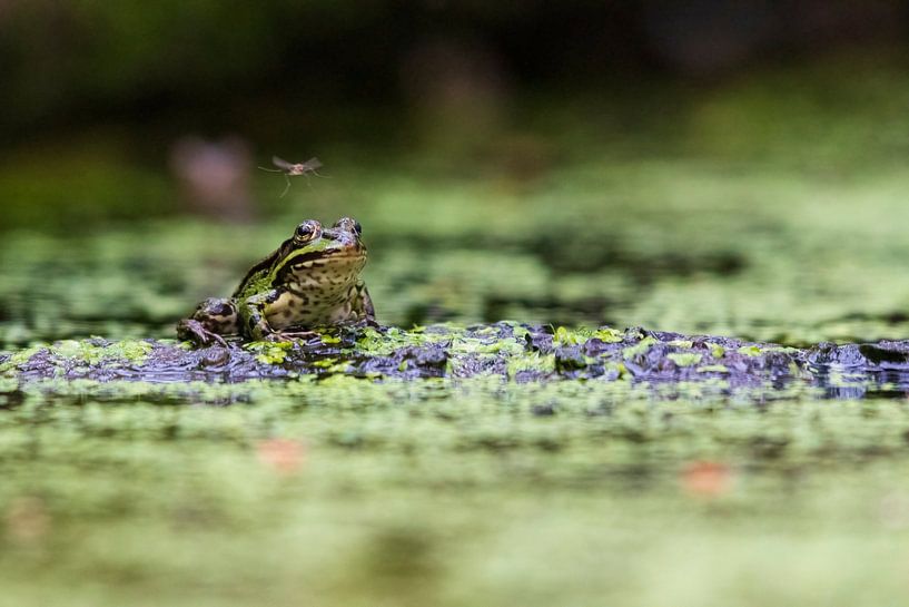 Grenouille verte par Merijn Loch
