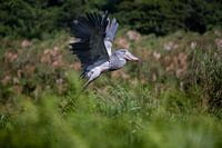 Schuhschnabel/Storch, Schuhschnabel-Storch