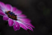 Rosa Spanisch Magriet