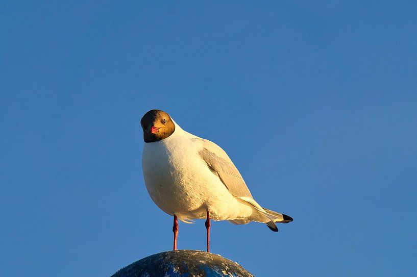 Möwen auf einer Buhne an der Ostsee. von Martin Köbsch