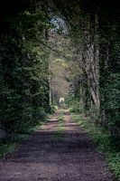 Lange laan met bomen