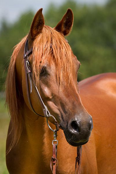 Araber Hengst mit Trense von Malu de Jong