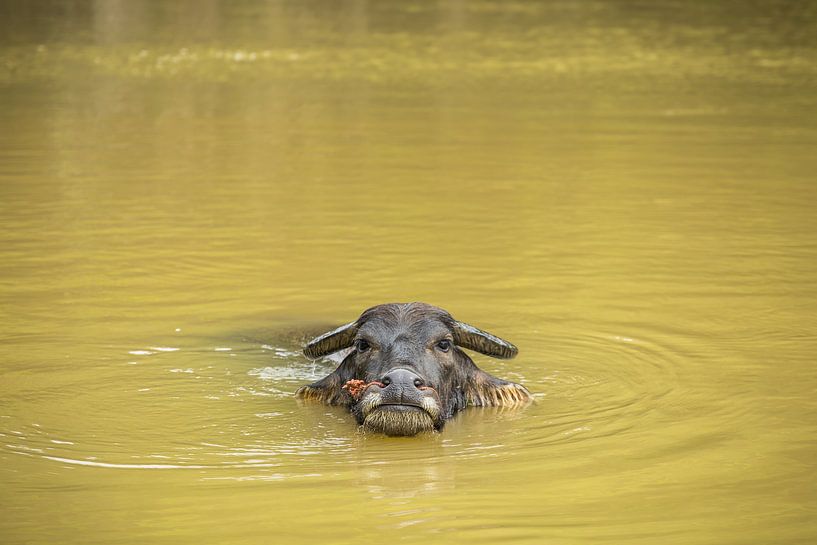 Water buffalo in river by StephanvdLinde