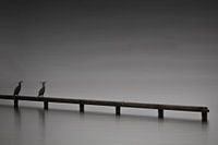 Vögel an den Loosdrechter Seen - Minimalismus