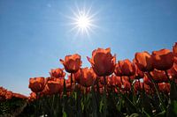 Rode tulpen in de Zon