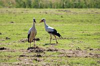 Storks