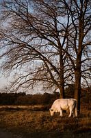 Une nature morte hollandaise