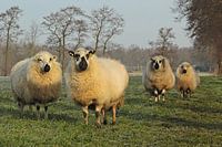 Schapen