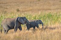 Elephants roam the African savannah