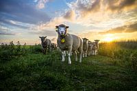 Schapen tijdens zonsondergang