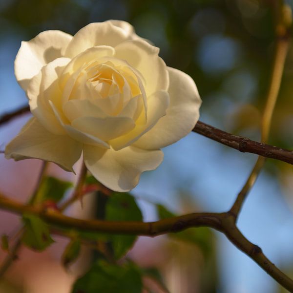 Witte roos von Georges Hoeberechts