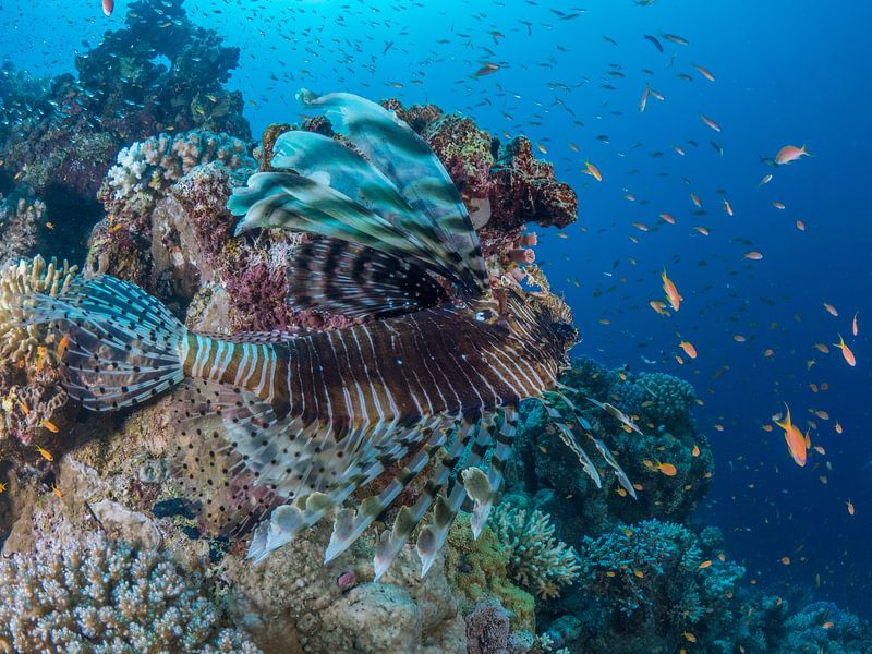 Lionfish on the hunt by thomas van puymbroeck