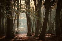 Speulderbos the forest of the dancing trees