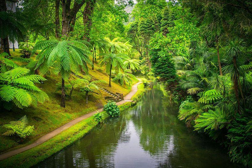 Fougères dans les jardins de Terra Nostra par Antwan Janssen