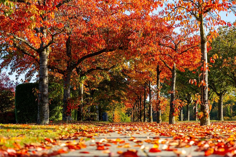 The world is colourful by Holger Felix