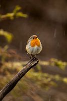 Robin in summer rain