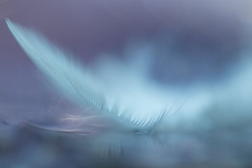 the spring by hanny bosveld