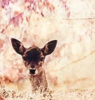 Peek-a-boo, une coccinelle