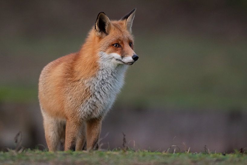 Fox par Dennis Bresser