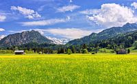 Spring meadow in the Allgäu