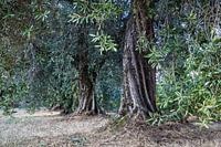 L'ancien Olive Garden