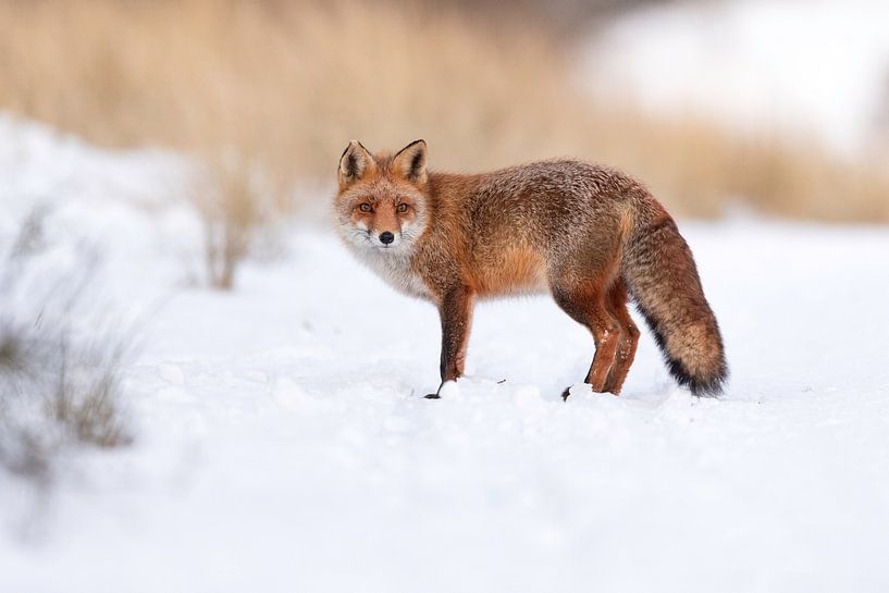 Renard dans la neige par Larissa Rand