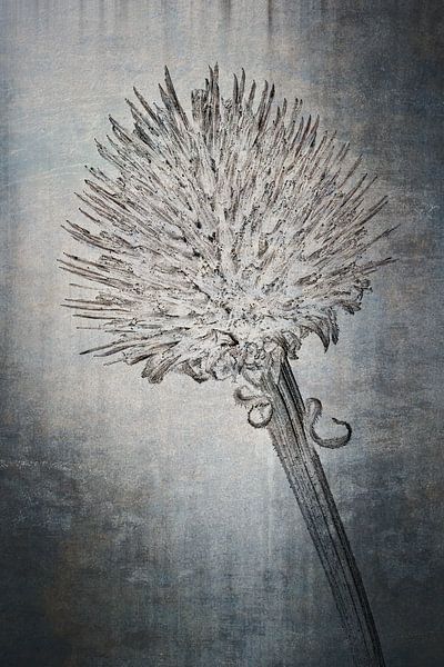 Purple coneflower - Echinacea purpurea by Christophe Fruyt