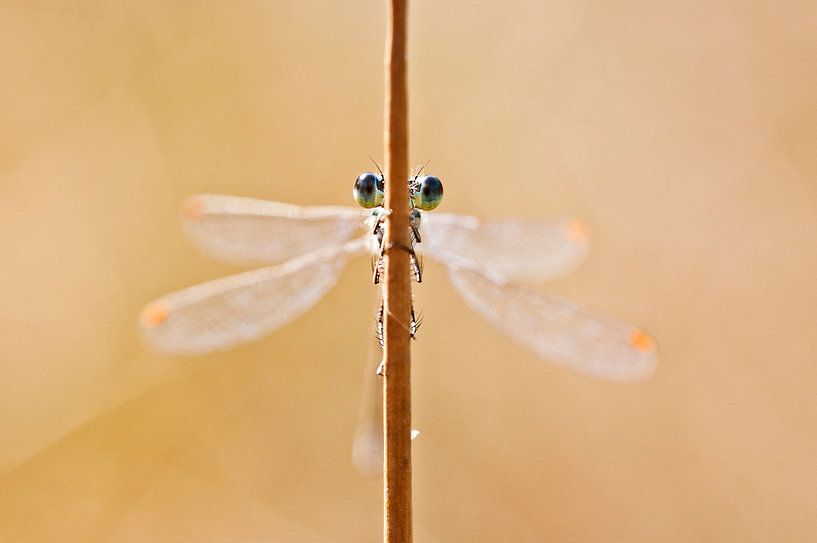 Peek a boo by Mees Tempelaar