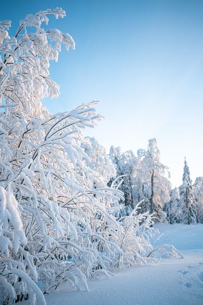 Winterlandschaft mit verschneiten Bäumen von Leo Schindzielorz