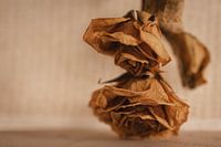 Minimalist photo of dried flower(s)