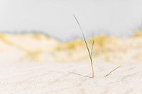 Stlleven der einsamen Graspalme