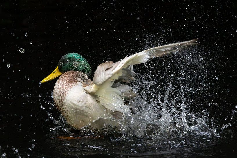 Eine Wildente von Elsa Star