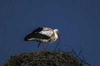 Storch auf dem Nest