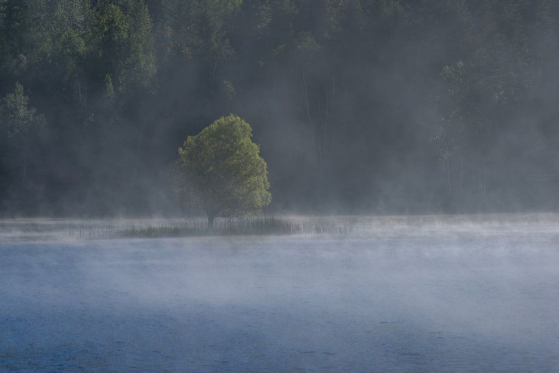 Arbre solitaire par Eelke Brandsma