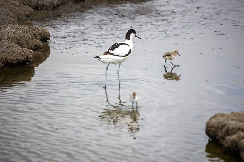 Glücklich sein mit Pralinen von Erwin van Eekhout