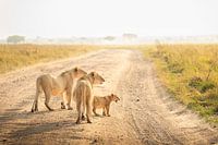 Der Stolz von Savannah