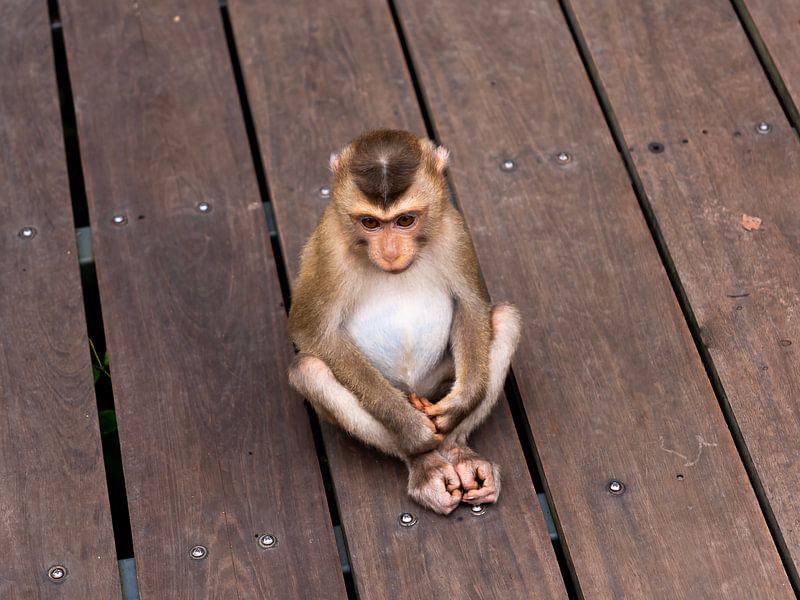 Young Macaque on Wooden Plinth by Franklin Driessen