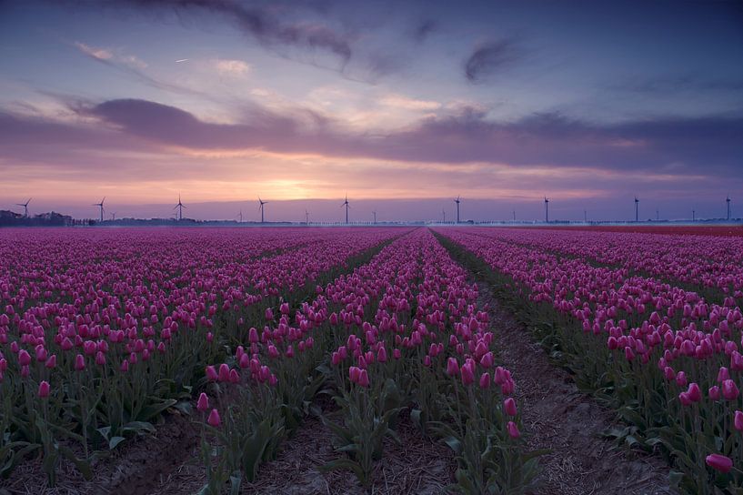 Purple tulips by Sandra de Heij