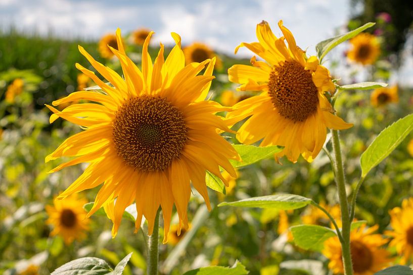 Beautiful sunflowers with the yellow petals by Henk Hulshof