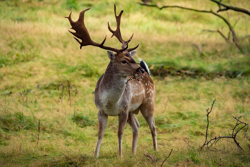 Regarder le daim par Margreet Frowijn
