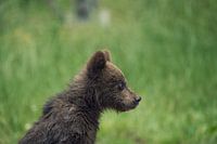 Jeune ours brun sauvage