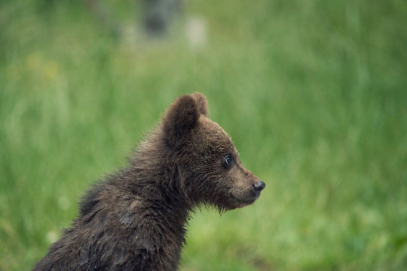 Young wild brown bear by JNphotography