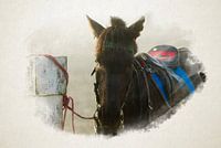 Horse waiting in the veil of mist, captured in watercolour