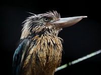 Schöner Vogel Kookaburra