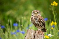 Steinkauz zwischen den Wildblumen