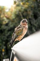 Der berüchtigte neuseeländische Bergpapagei, der Kea.