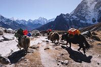Passing yaks near Everest