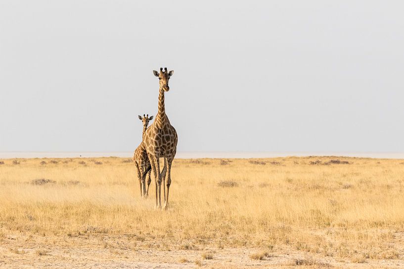 Girafes (Giraffa) sur la savane par Remco Donners