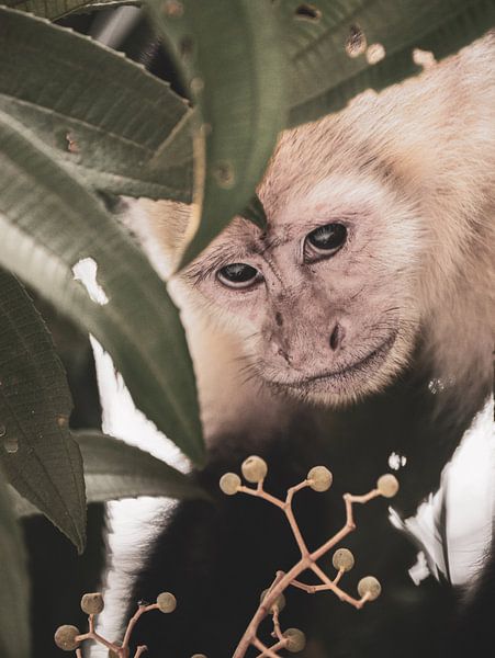 Koekoek! van Larissa Geuke