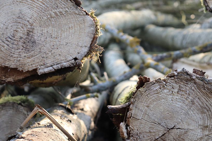 Baumstämme von Dick Schouten